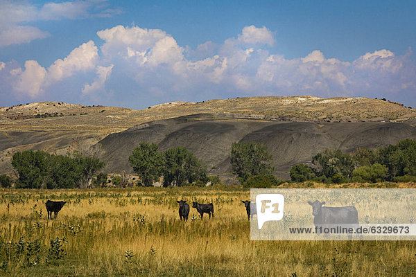 Rinder im Feld in Wyoming  USA