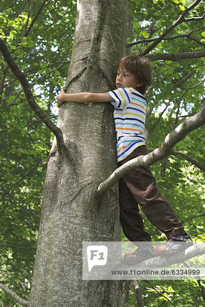 Boy standing in tree
