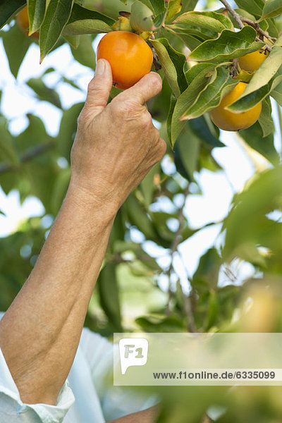 Senior woman picking persimmon from tree