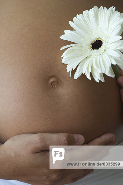 Frau hält Blüte neben schwangeren Bauch  abgeschnitten