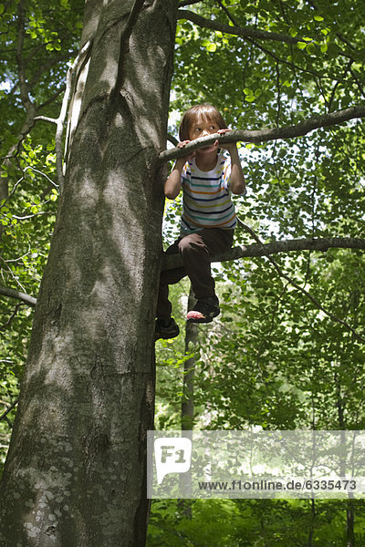 Boy sitting on tree branch in woods  low angle view