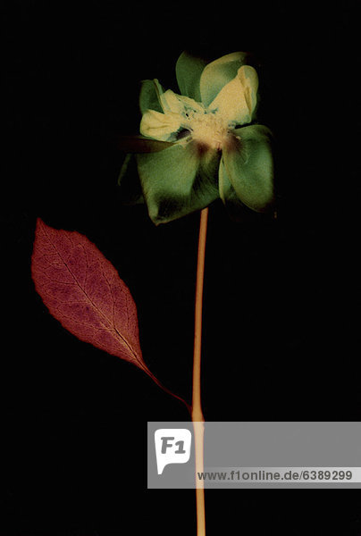 Nahaufnahme der gepressten Blume