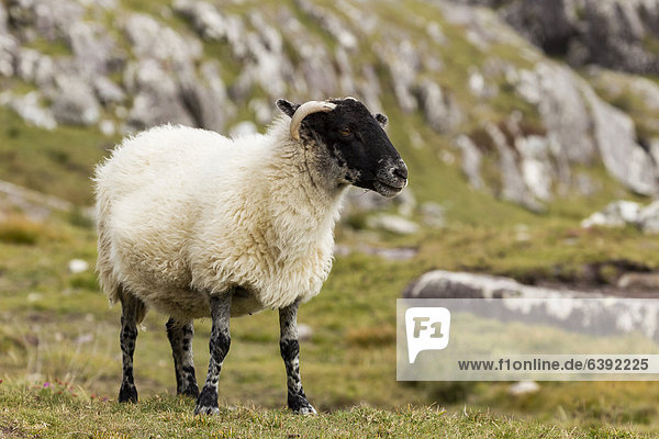 Schaf auf der Beara Halbinsel  Cork  Irland  Europa