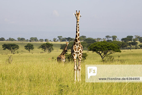 Rothschild-Giraffen  auch Uganda-Giraffen (Giraffa camelopardalis rothschildi)  stark gefährdete Unterart  in der Savanne des Murchison Falls National Parks  Paraa  Uganda  Afrika