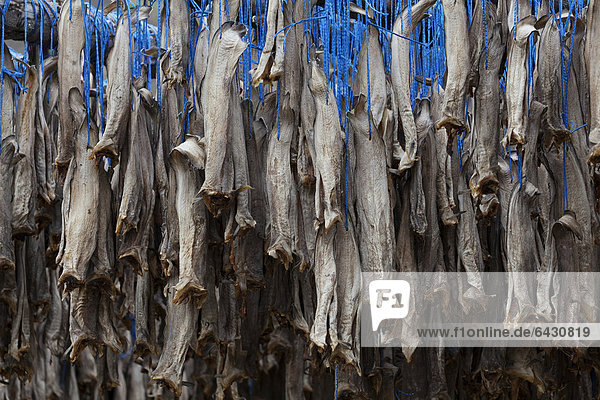 Dried fish  Iceland  Europe