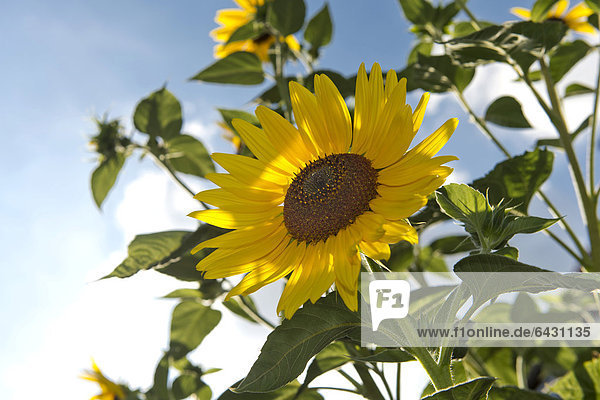 Sonnenblume (Helianthus annuus) Stuttgart Baden-Württemberg Deutschland Europa