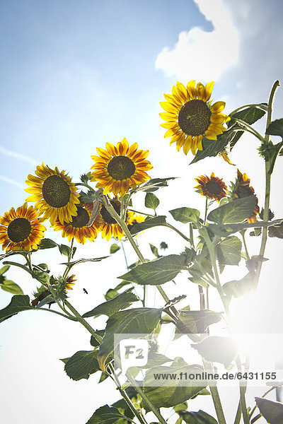 Sonnenblumen (Helianthus annuus) im Gegenlicht Stuttgart Baden-Württemberg Deutschland Europa