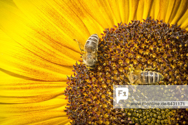 Westliche Honigbienen (Apis mellifera) auf einer Sonnenblume (Helianthus annuus) Blütendetail Stuttgart Baden-Württemberg Deutschland Europa