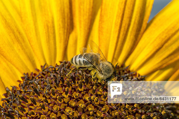 Westliche Honigbiene (Apis mellifera) auf einer Sonnenblume (Helianthus annuus) Blütendetail Stuttgart Baden-Württemberg Deutschland Europa