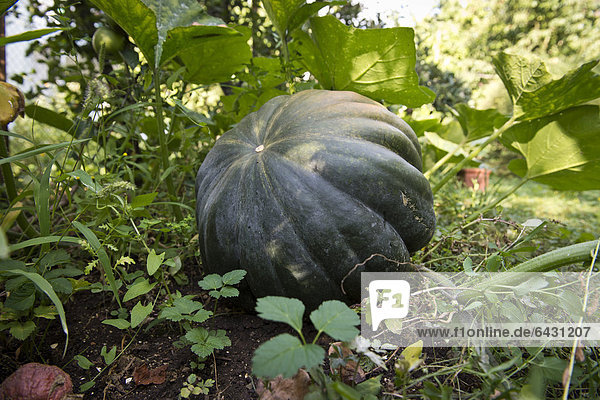 Moschuskürbis (Cucurbita moschata) Stuttgart Baden-Württemberg Deutschland Europa