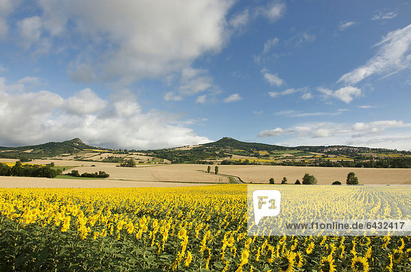 Landschaft des Lembronnais mit Sonnenblumenfeld  Auvergne  Frankreich  Europa