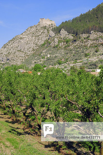 Mandelbäume (Prunus dulcis) und Blick nach Entrevaux mit Festung  Alpes-de-Haute-Provence  Provence-Alpes-Cote d'Azur  Südfrankreich  Frankreich  Europa  ÖffentlicherGrund