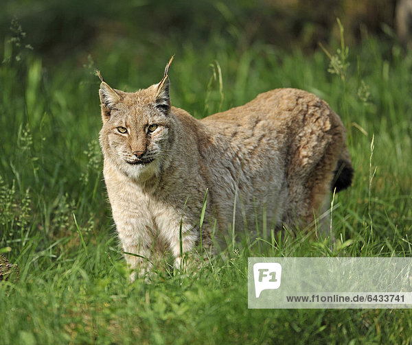 Luchs (Lynx lynx)  Wildgehege  Niedersachsen  Deutschland  Europa