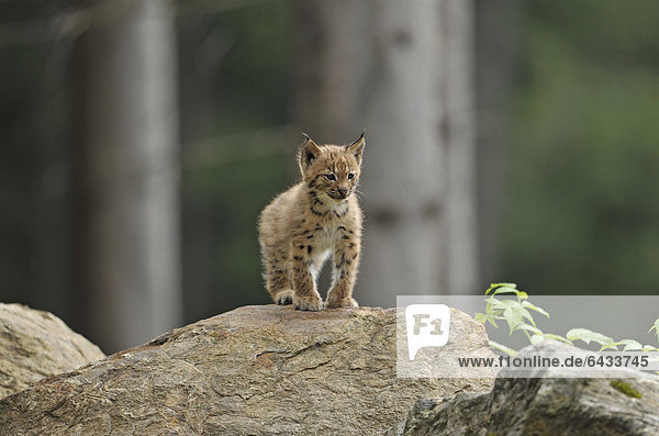 Luchs (Lynx lynx)  Jungtier  Nationalpark Bayerischer Wald  Bayern  Deutschland  Europa  ÖffentlicherGrund