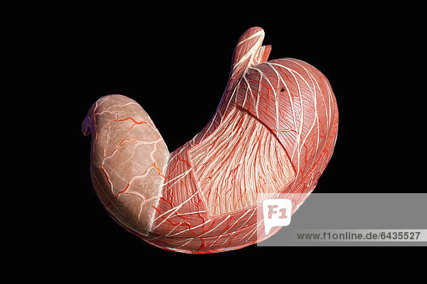 Anatomiemodell menschlicher Magen