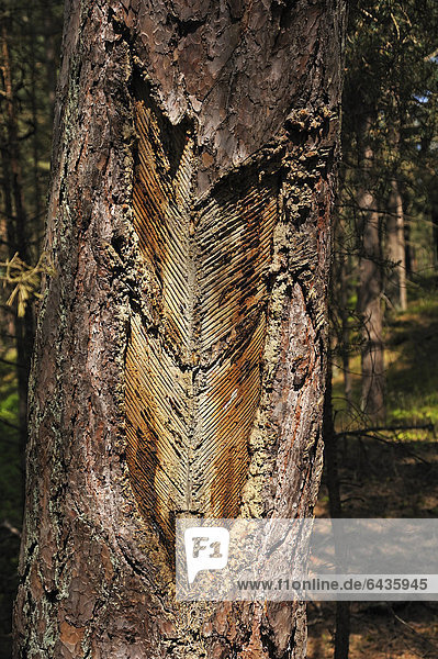 Stamm einer geharzten Wald-Kiefer (Pinus sylvestris) im Wald vom Ostseebad Prerow  Darß  Mecklenburg-Vorpommern  Deutschland  Europa