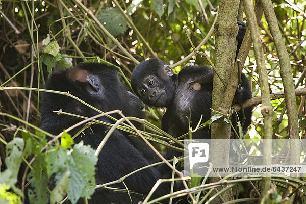 Habituierte Gruppe von Berggorillas (Gorilla beringei beringei) im Bwindi Impenetrable Forest National Park  die von Forschern des Max-Planck-Instituts für evolutionäre Anthropologie Leipzig beobachtet und erforscht wird  hier KIKYOKYO  weibliches Baby  geboren August 2006  und ihre Mutter SIATO  Ruhija  Uganda  Afrika
