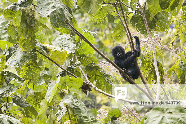 Habituierte Gruppe von Berggorillas (Gorilla beringei beringei) im Bwindi Impenetrable Forest National Park  die von Forschern des Max-Planck-Instituts für evolutionäre Anthropologie Leipzig beobachtet und erforscht wird  hier THURSDAY  weibliches Jungtier  geboren im September 2005  spielt in den Zweigen eines Baumes  Ruhija  Uganda  Afrika