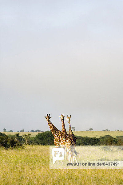 Rothschild-Giraffen  auch Uganda-Giraffen (Giraffa camelopardalis)  stark gefährdete Unterart  in der Savanne des Murchison Falls National Parks  Paraa  Uganda  Afrika