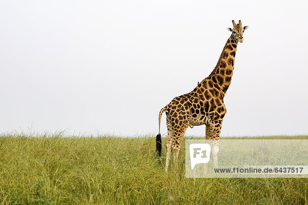 Rothschild-Giraffe  auch Uganda-Giraffe (Giraffa camelopardalis)  stark gefährdete Unterart  in der Savanne des Murchison Falls National Parks  Paraa  Uganda  Afrika