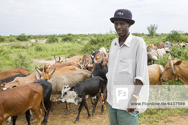 Shepherd with a herd of Watusi cattle on a road near Lake Albert  Bugoigo  Uganda  Africa