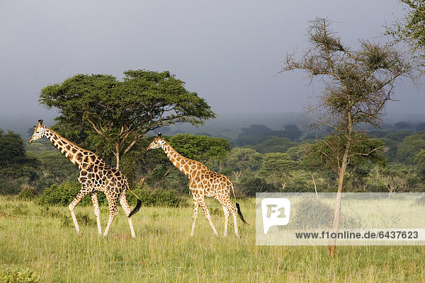 Rothschild-Giraffen  auch Uganda-Giraffen (Giraffa camelopardalis)  stark gefährdete Unterart  in der Savanne des Murchison Falls National Parks  Paraa  Uganda  Afrika