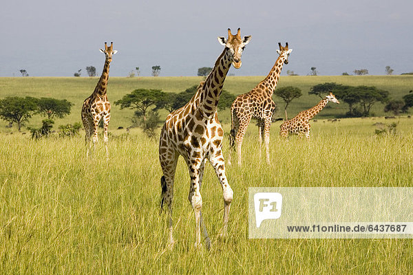 Rothschild-Giraffen  auch Uganda-Giraffen (Giraffa camelopardalis)  stark gefährdete Unterart  in der Savanne des Murchison Falls National Park  Paraa  Uganda  Afrika