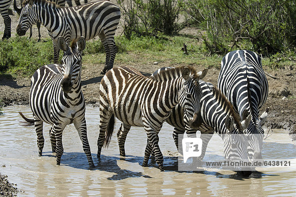 Plains Zebras Equus quagga at a waterhole in Ndutu in Ngorongoro Conservation Area - Tanzania