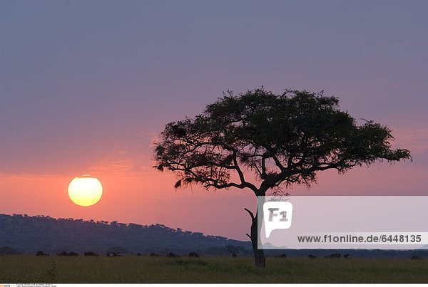 Sonnenuntergang im Serengeti Nationalpark, Tansania