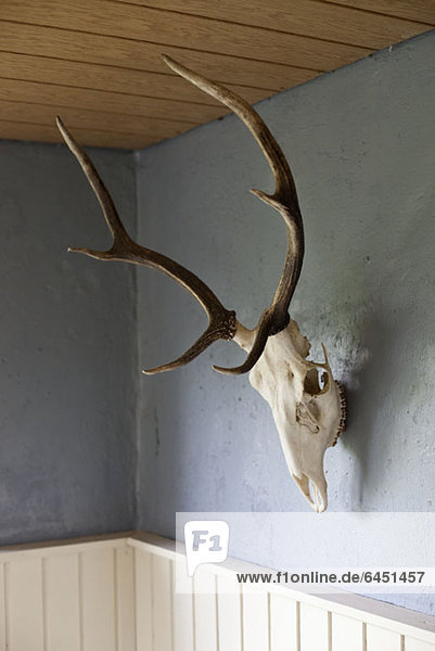 Ein Tierschädel mit Geweih  das an einer Wand hängt