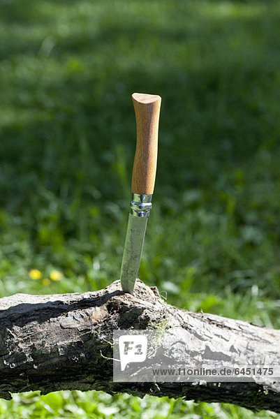 Ein Taschenmesser  das in einen Baumzweig eingeklemmt ist.