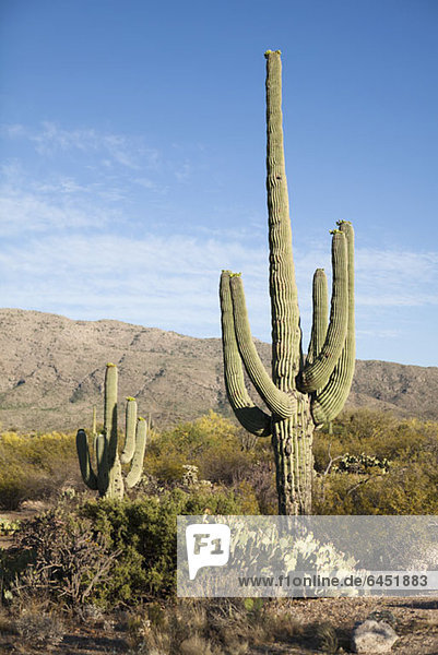 Kakteen in der Wüste  Tucson  Arizona  USA