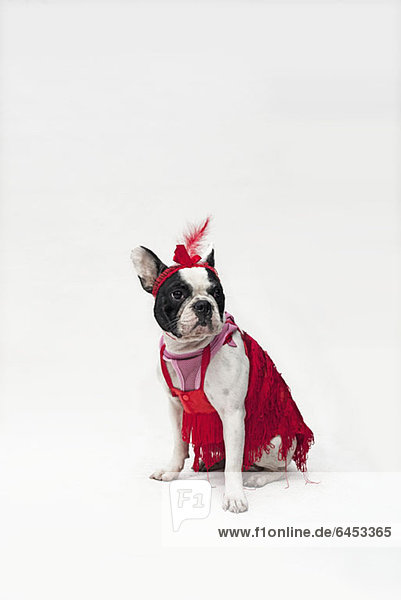 Eine französische Bulldogge im roten Flapper-Kostüm