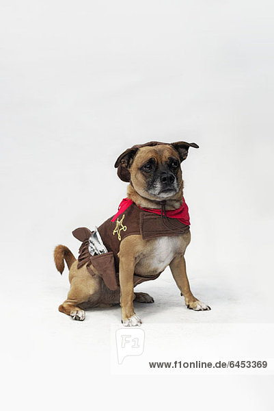 Ein gemischter Mops und Jack Russell Terrier in einem Sheriff-Kostüm.
