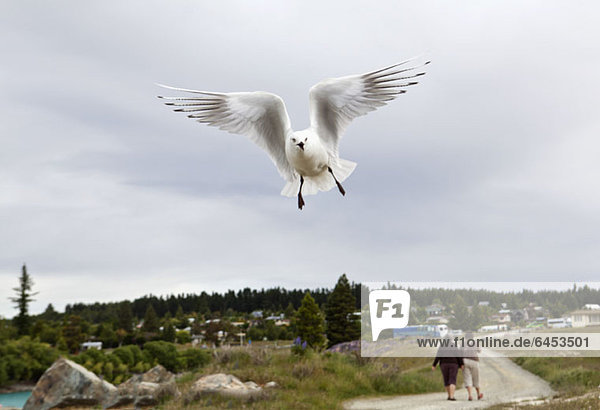 Ein weißer Seevogel im Flug Lake Te Anau Neuseeland