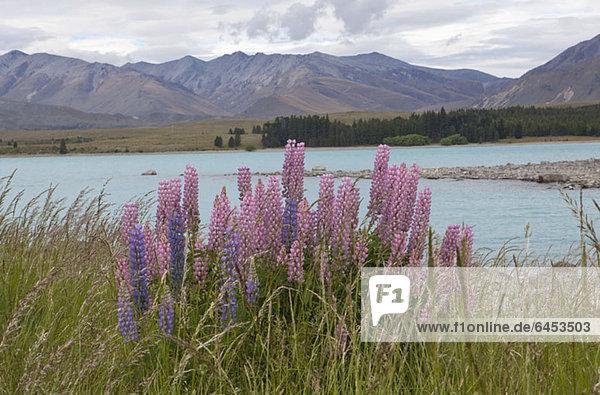 Lupinenblüten am Ufer des Te Anau Sees Neuseeland