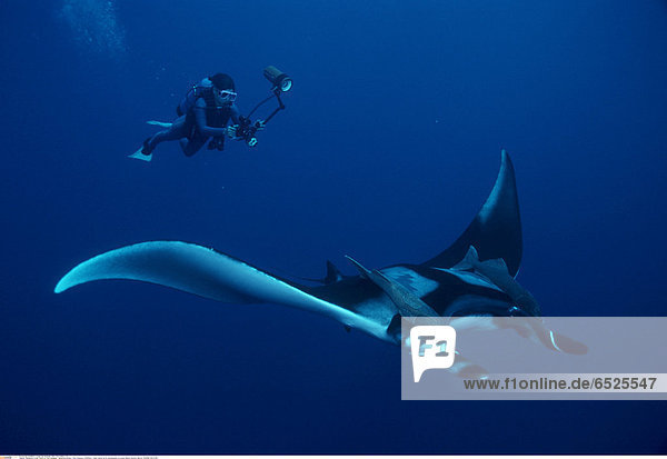 Mandatory Credit: Photo by Tom Campbell / SplashdownDirect / Rex Features ( 842645a ) Giant manta ray & photographer on scuba (Manta biostris). Mexico MARINE WILDLIFE