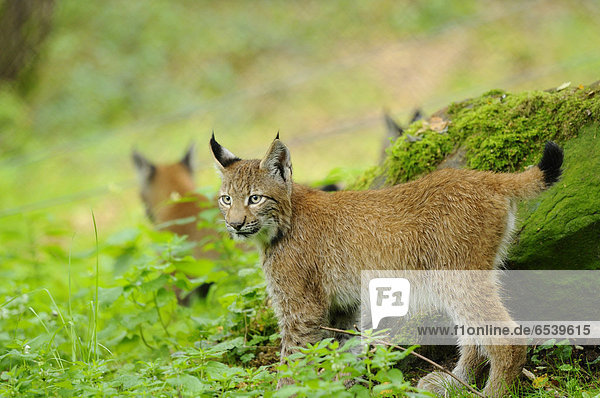 Eurasischer Luchs  Lynx lynx  Wildpark alte Fasanerie  Hanau  Hessen  Deutschland  Europa