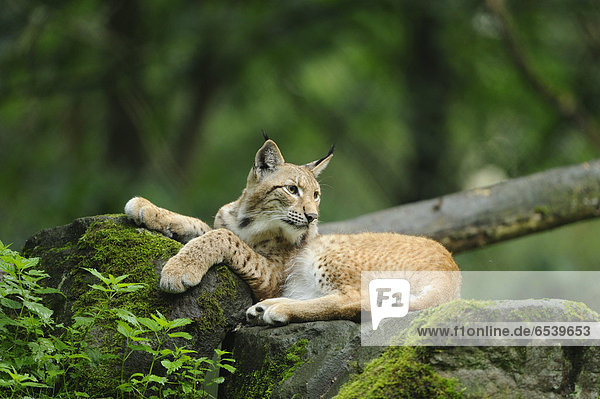 Eurasischer Luchs  lynx lynx  Wildpark alte Fasanerie Hanau  Hessen  Deutschland  Europa