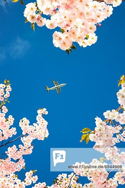 Plane on sky  cherry blossom on foreground