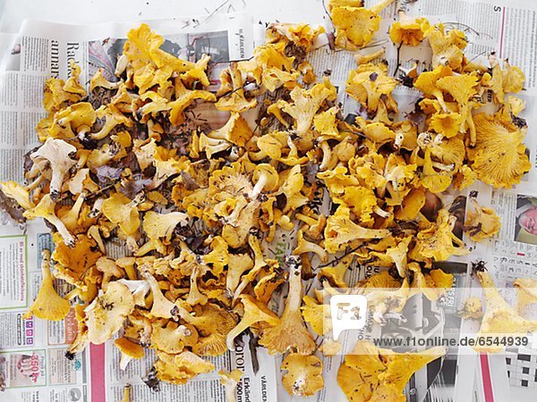 High angle view of chanterelles on table