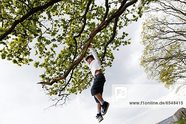 Boy hanging from tree branch