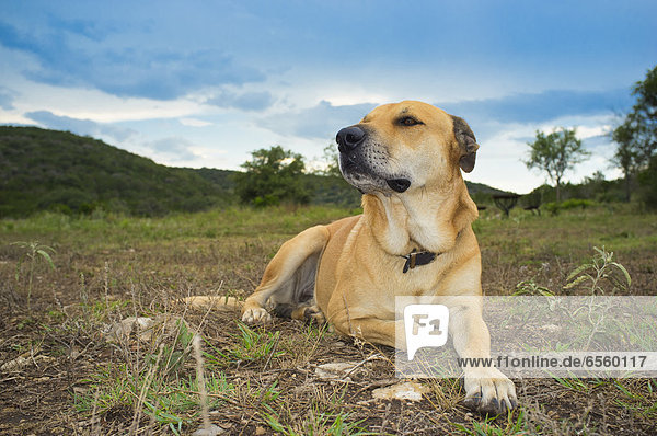 USA  Texas  Hund auf Rasen sitzend