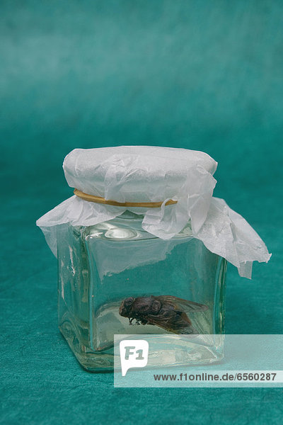Sealed glass jar with dead fly on green background