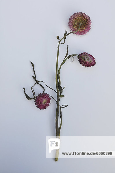 Dead flowers on white background