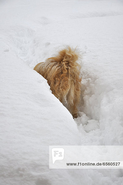 Österreich  Hund im Schnee stehend