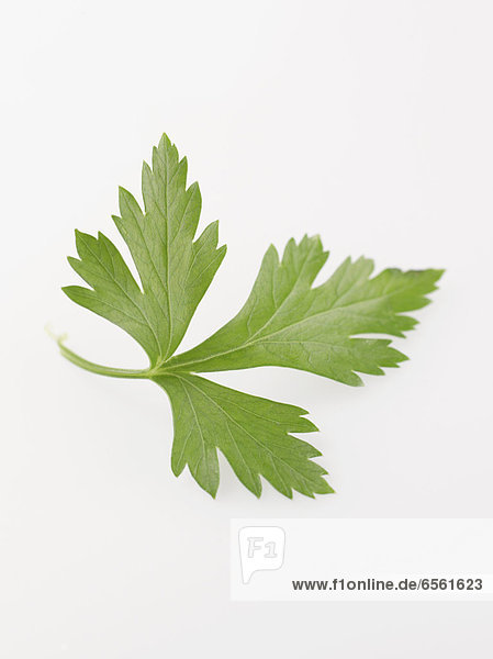 Parsley leaf on white background