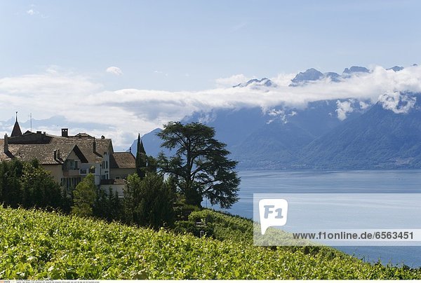 Lake Geneva: From Grandvaux until Lausanne the wineyards offer a great view over the lake and the mountains around.