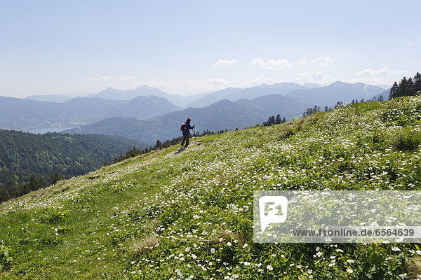 Germany  Bavaria  Person hiking on Gindelalmschneid Mountain  aconite leaved buttercup in foreground