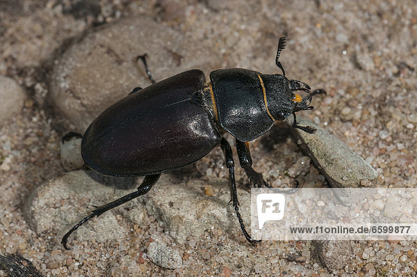 Hirschkäfer (Lucanus cervus)  Weibchen  Naturschutzgebiet Mönchbruch  Hessen  Deutschland  Europa
